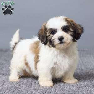 Leo, Teddy Bear Puppy